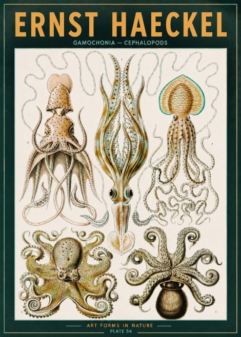 Ernst Haeckel Cephalopods Octopuses and Squid No3 - Plakat