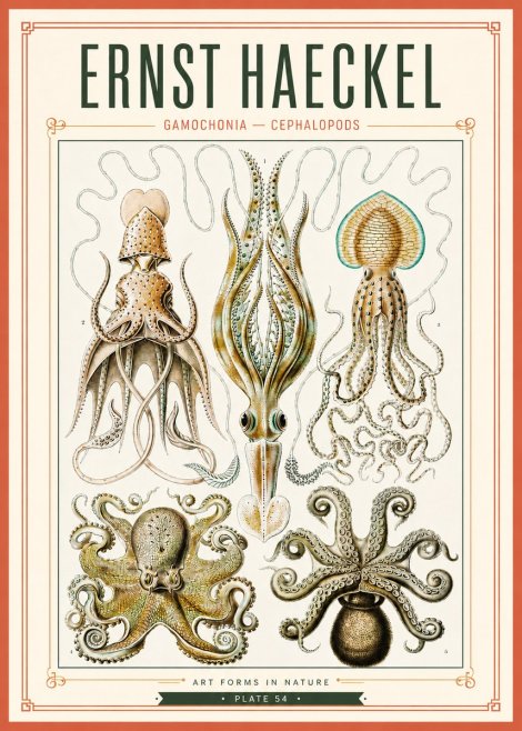 Ernst Haeckel Cephalopods Octopuses and Squid No4 - Plakat