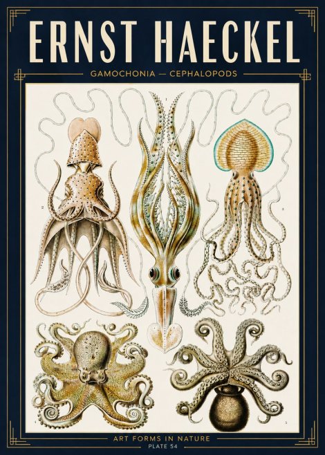Ernst Haeckel Cephalopods Octopuses and Squid No5 - Plakat