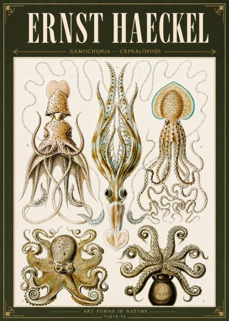 Ernst Haeckel Cephalopods Octopuses and Squid No6 - Plakat