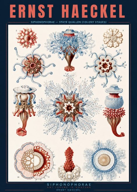 Ernst Haeckel Siphonophorae - State Quallen (Colony Stages) No2 - Plakat