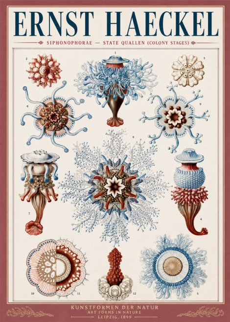 Ernst Haeckel Siphonophorae - State Quallen (Colony Stages) No5 - Plakat