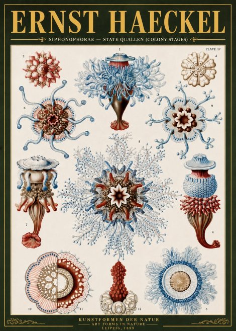 Ernst Haeckel Siphonophorae - State Quallen (Colony Stages) No6 - Plakat