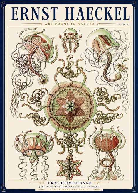 Ernst Haeckel Trachomedusae No3 - Plakat