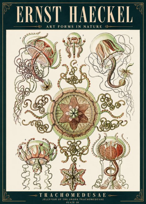 Ernst Haeckel Trachomedusae No4 - Plakat