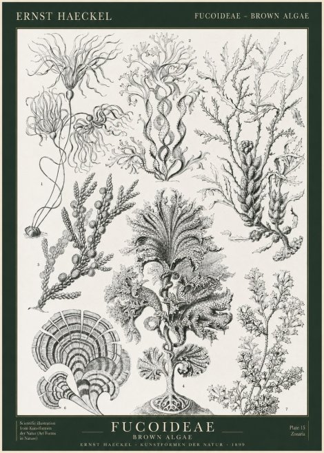 Ernst Haeckel Fucoideae - Brown Algae No1 - Plakat