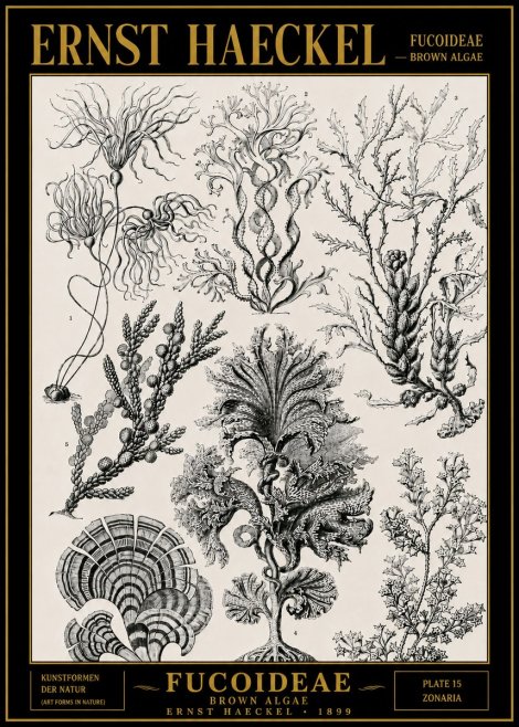 Ernst Haeckel Fucoideae - Brown Algae No4 - Plakat