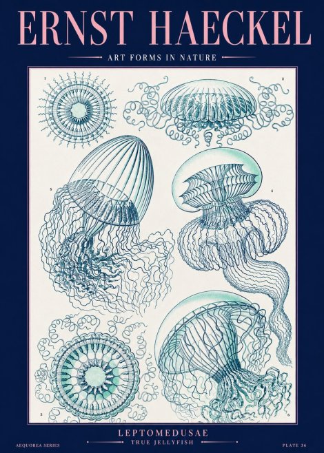 Ernst Haeckel Leptomedusae True Jellyfish No2 - Plakat