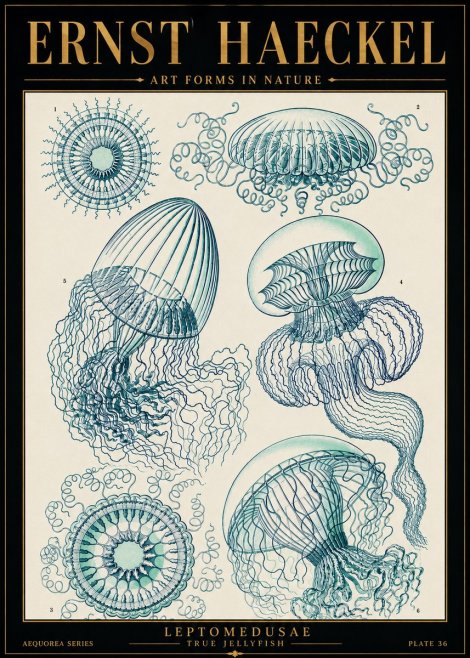 Ernst Haeckel Leptomedusae True Jellyfish No5 - Plakat