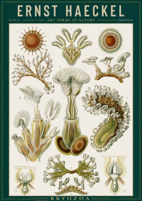Ernst Haeckel Cristatella No2 - Plakat