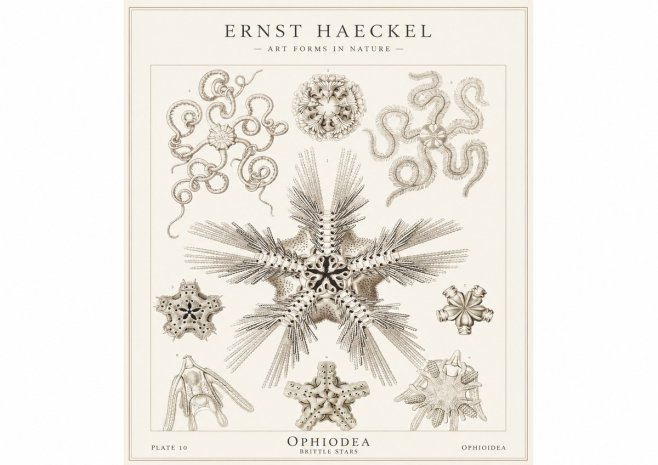 Ernst Haeckel Ophiodea - Brittle Stars I No1 - Plakat