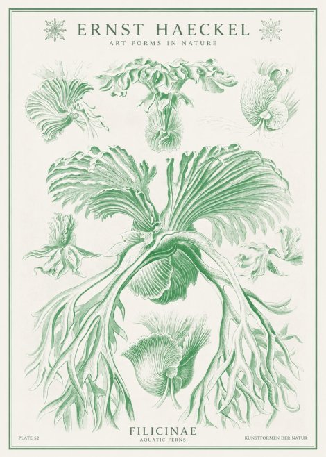 Ernst Haeckel Filicinae No1 - Plakat
