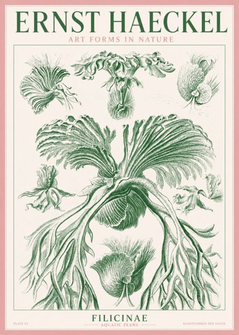 Ernst Haeckel Filicinae No3 - Plakat