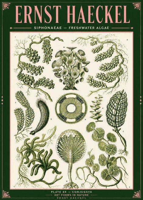 Ernst Haeckel Siphonaceae - Freshwater Algae No4 - Plakat