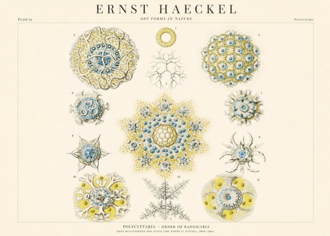 Ernst Haeckel Polycyttaria – Order of Radiolaria No1 - Plakat