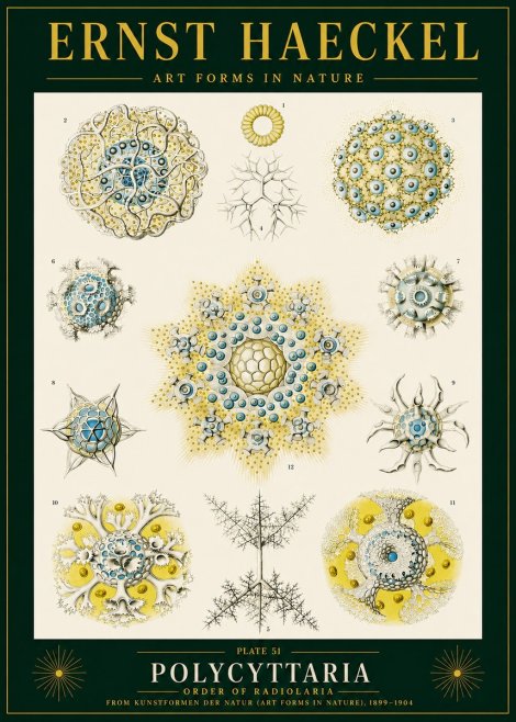 Ernst Haeckel Polycyttaria – Order of Radiolaria No4 - Plakat