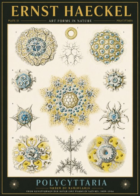 Ernst Haeckel Polycyttaria – Order of Radiolaria No6 - Plakat