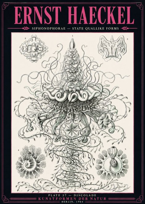Ernst Haeckel Siphonophorae – State Quallike Forms No3 - Plakat