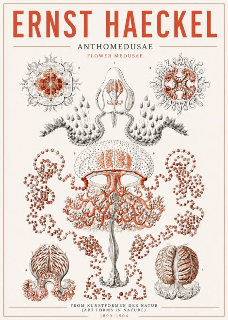 Ernst Haeckel Anthomedusae. Flower Medusae. No5 - Plakat