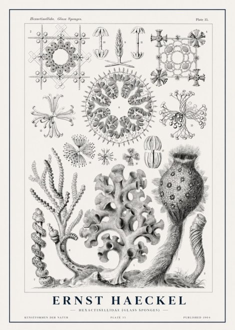 Ernst Haeckel Hexactinellida. Glass Sponges. No1 - Plakat