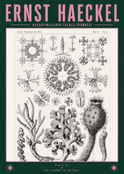 Ernst Haeckel Hexactinellida. Glass Sponges. No2 - Plakat