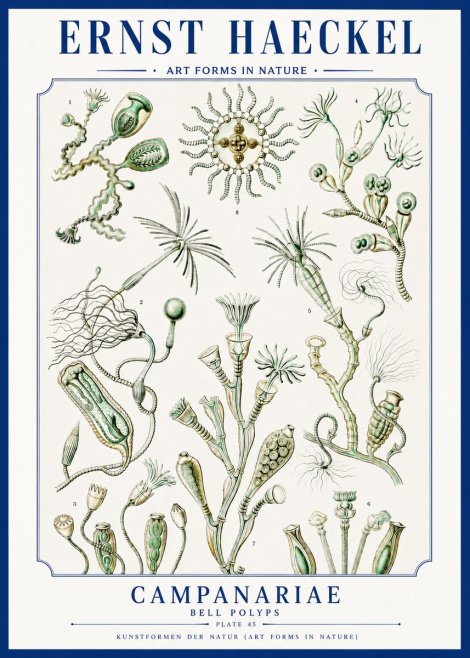 Ernst Haeckel Campanariae – Bell Polyps No3 - Plakat