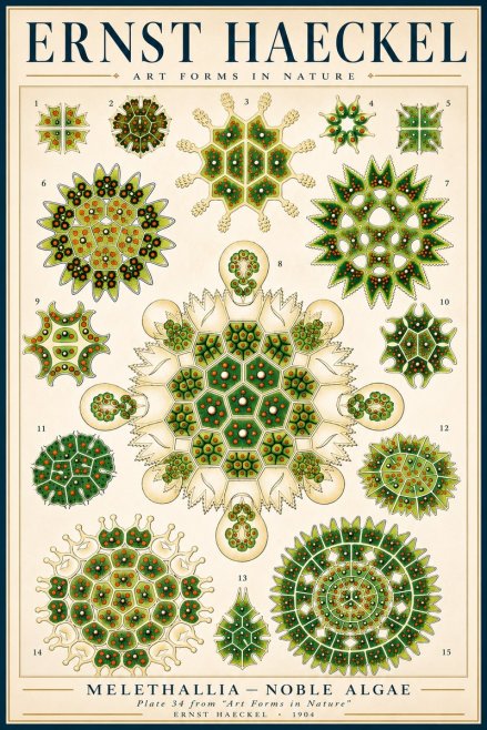 Ernst Haeckel Melethallia - Noble Algae No3 - Plakat
