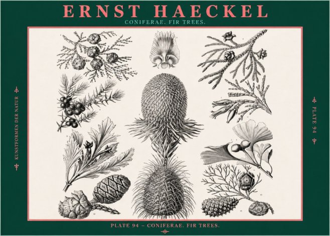 Ernst Haeckel Coniferae. Fir Trees. No2 - Plakat