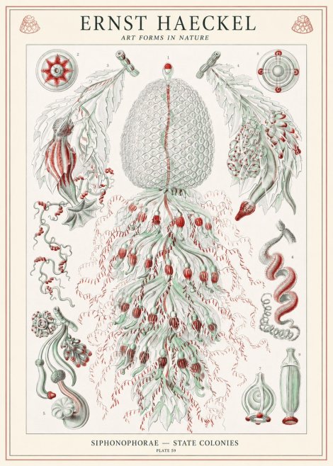 Ernst Haeckel Siphonophorae - State Colonies No1 - Plakat