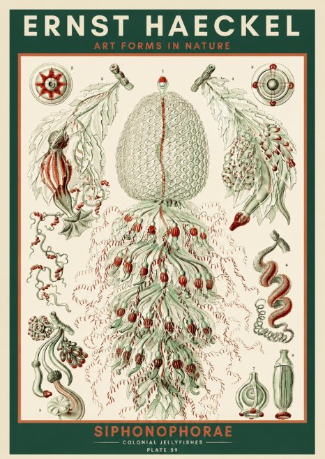 Ernst Haeckel Siphonophorae - State Colonies No4 - Plakat
