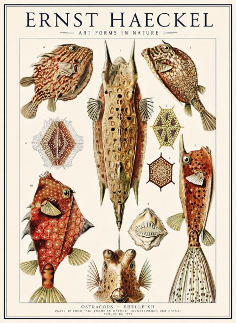 Ernst Haeckel Ostracodes Crustacea No3 - Plakat