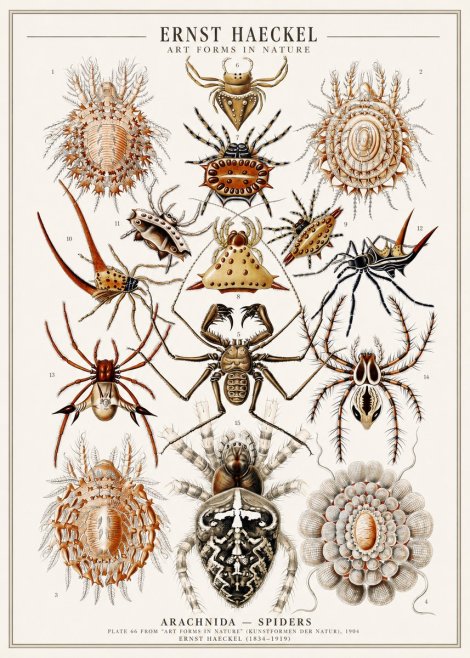 Ernst Haeckel Arachnida — Spiders No1 - Plakat