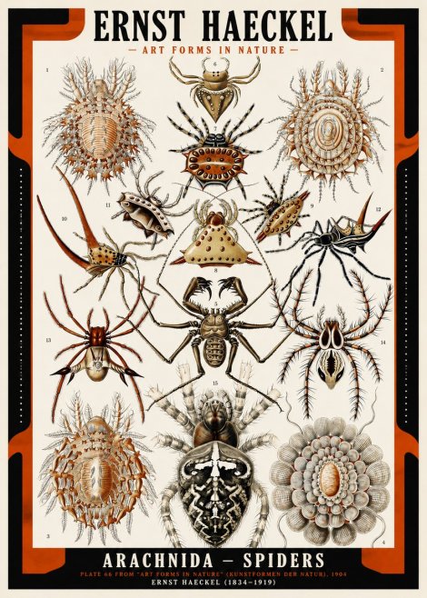 Ernst Haeckel Arachnida — Spiders No2 - Plakat