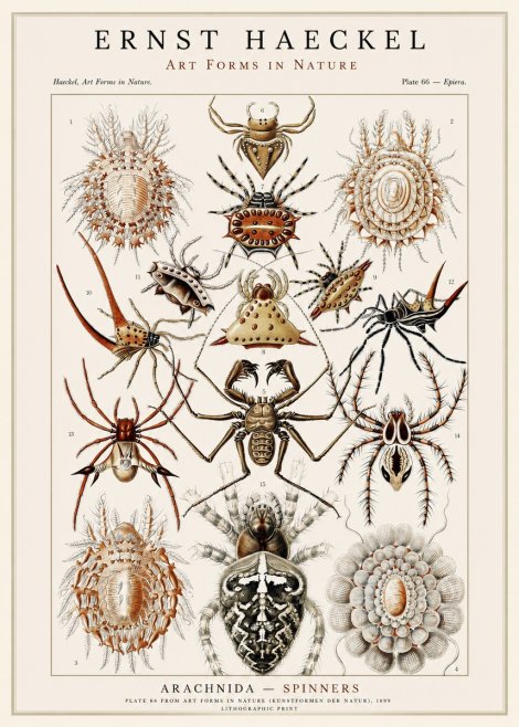 Ernst Haeckel Arachnida — Spiders No3 - Plakat