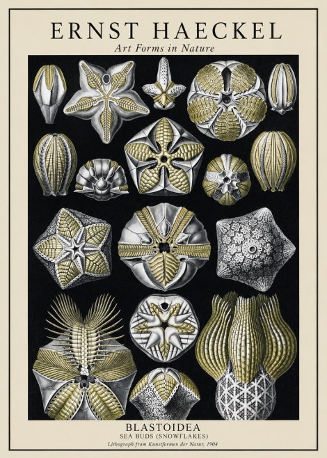 Ernst Haeckel Blastoidea Sea Buds (Snowflakes) No1 - Plakat