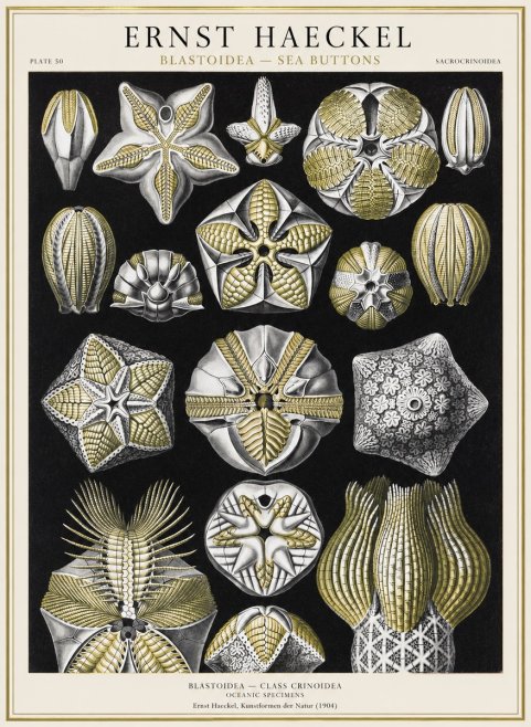 Ernst Haeckel Blastoidea Sea Buds (Snowflakes) No4 - Plakat