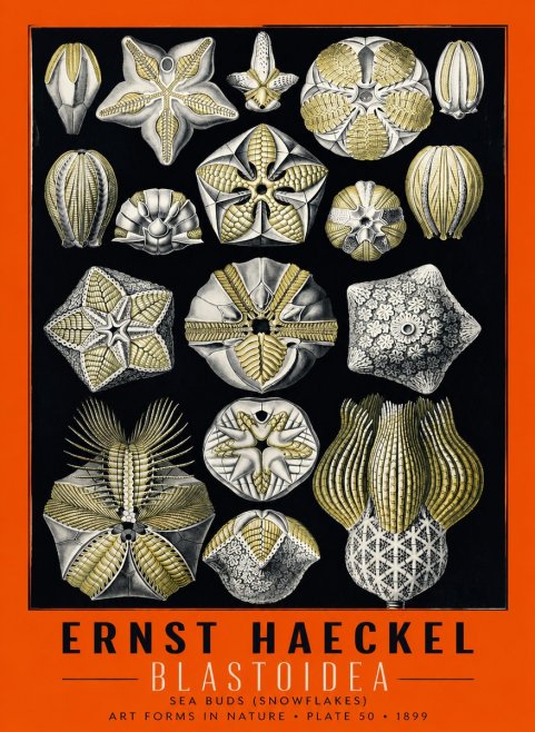 Ernst Haeckel Blastoidea Sea Buds (Snowflakes) No6 - Plakat