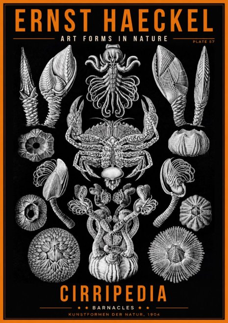 Ernst Haeckel Cirripedia Barnacles No2 - Plakat