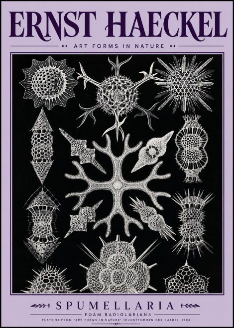 Ernst Haeckel Spumellaria No5 - Plakat