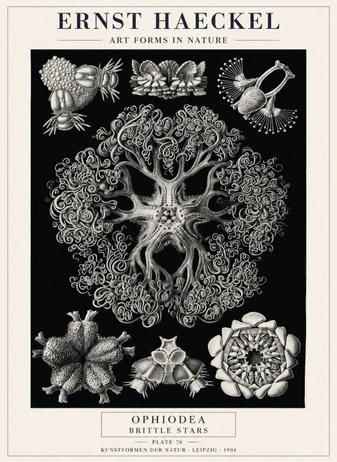Ernst Haeckel Ophiodea - Brittle Stars II No4 - Plakat