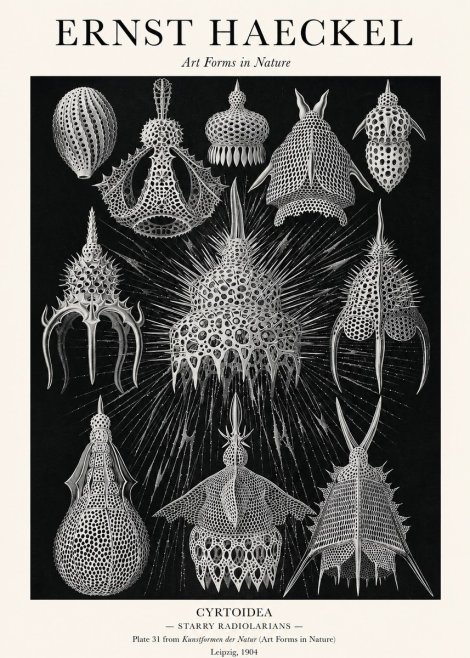 Ernst Haeckel Cyrtoidea - Starry Radiolarians No1 - Plakat