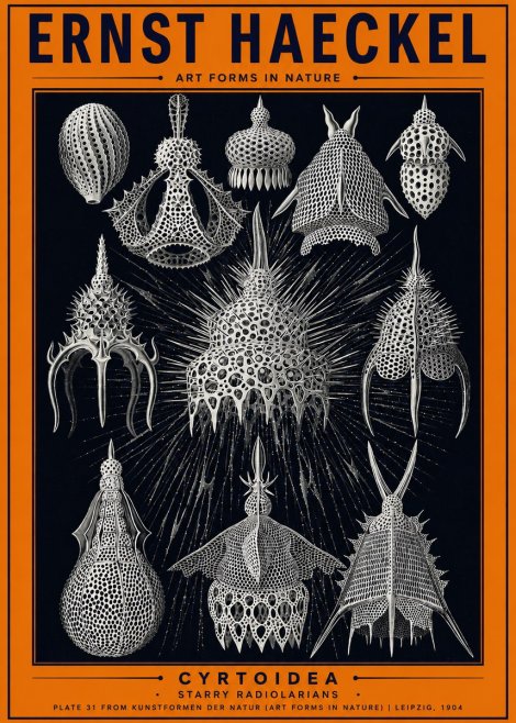 Ernst Haeckel Cyrtoidea - Starry Radiolarians No2 - Plakat