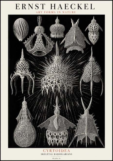 Ernst Haeckel Cyrtoidea - Starry Radiolarians No4 - Plakat