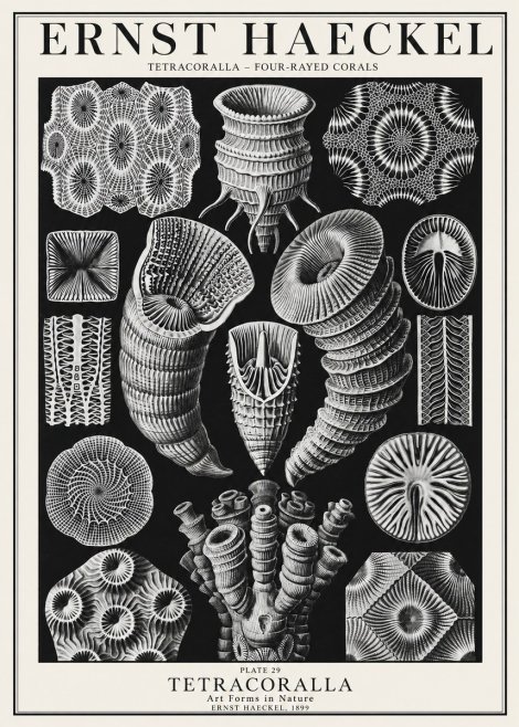 Ernst Haeckel Tetracoralla - Four-rayed Corals No1 - Plakat
