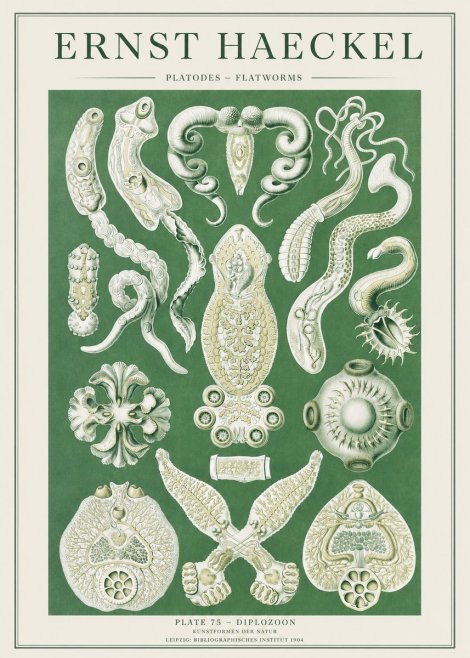 Ernst Haeckel Platodes – Flatworms No2 - Plakat