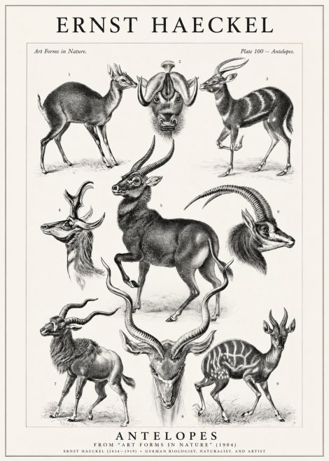 Ernst Haeckel Antelopes No1 - Plakat