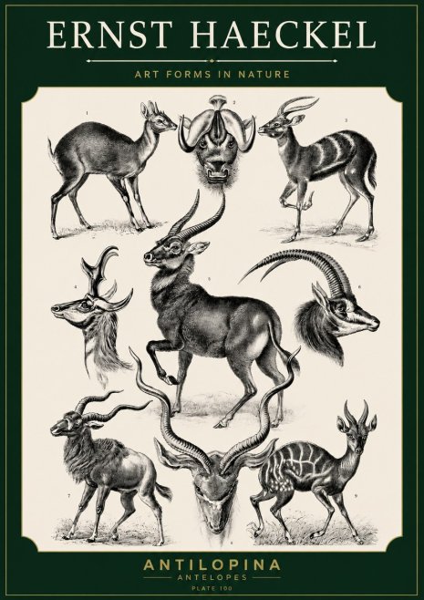 Ernst Haeckel Antelopes No5 - Plakat