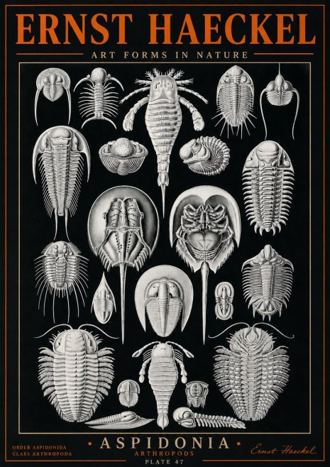 Ernst Haeckel Aspidonia No5 - Plakat