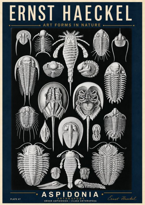 Ernst Haeckel Aspidonia No6 - Plakat