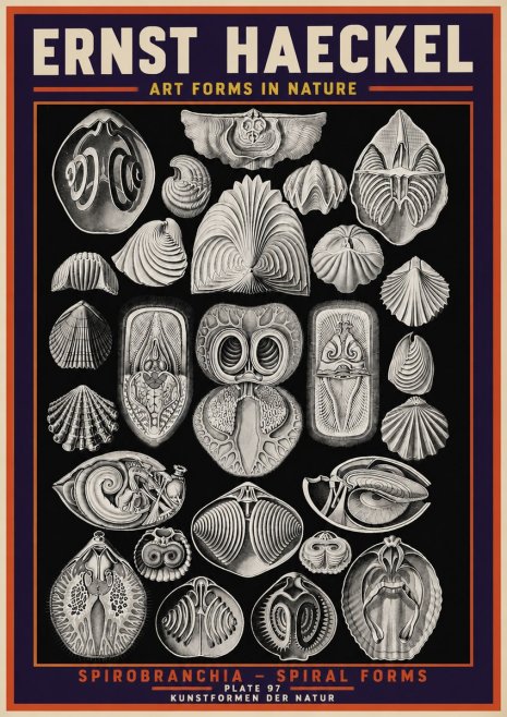 Ernst Haeckel Spirobranchia No5 - Plakat
